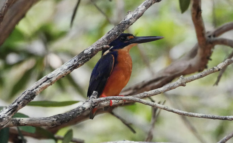 The Azure kingfisher