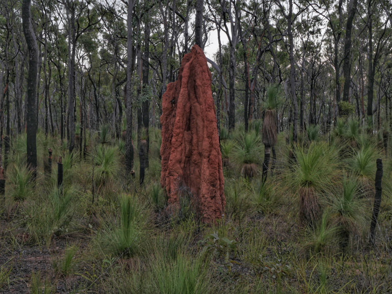 Giant Termite Mound